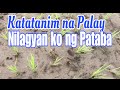 Maaga Tayong Naglagay ng Pataba sa Palay