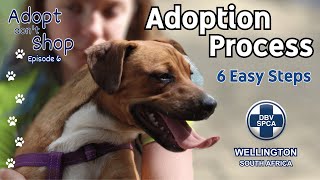 Adoption Process | Adopt don't Shop Ep 6 | Wellington SPCA