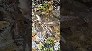 Perangkap ikan sederhana #shortvideo #fishing #mancing #perangkapikan #hunting