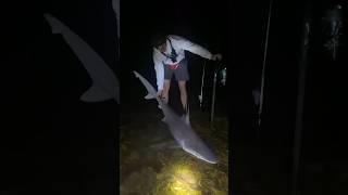 Big Shark Caught 😱 #shark  #sharkfishing #bigsharks #sharking