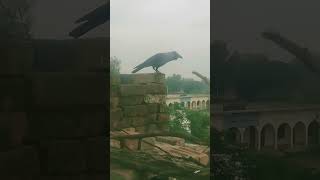 kawwa #crow #crowsounds #birds #crowlovers #pigeon #smartcrow #animals 😃