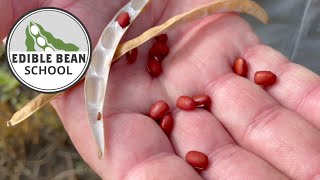 Edible Bean School: Learning from a good 2023 crop