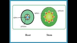 Transport in Plants -  IGCSE Biology -  Combined Science -  Dr  Hanaa Assil