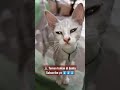 kucing kurus tapi pintar punya YOUTUBER FERI OPPA #SHORTS