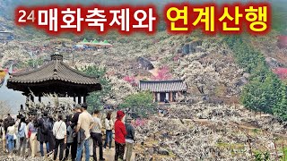 2024년 광양 매화 축제와 연계 산행/쫓비산/백운산