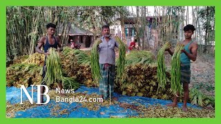 কচুর লতি চাষে উৎসাহী কুমিল্লার বরুড়া উপজেলার কৃষকরা | Dhaker Bairey Live