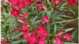 कनेर के पौधो की देख रेख Top Summer Flowering Oleander Plant