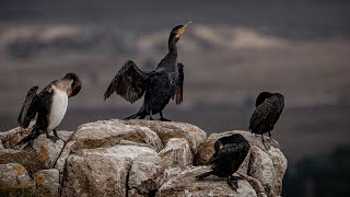 Coastal Wildlife on The Isle of Skye