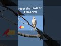 meet the birds of falconry