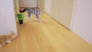 またトムとジェリーみたいに遊ぶ子猫が面白すぎた・・・w