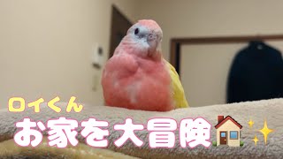 【アキクサインコ】お姉ちゃんが眠っている間にお部屋の中を大冒険する弟インコ🏠✨