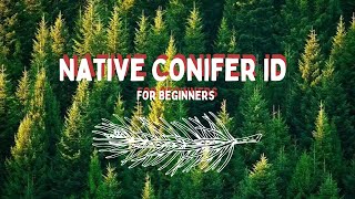 Native Conifer ID for Beginners