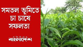 সমতল ভূমিতে চা চাষে সফলতা ! বাড়ছে কৃষকদের আগ্রহ | Tea cultivation Dinajpur | Protidiner Bangladesh