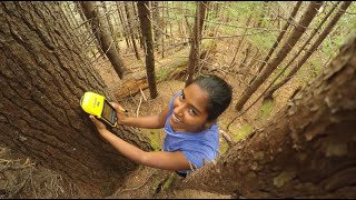 Tree regeneration in a changing climate