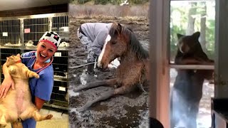 Amazing Animal Rescues, Animal Friends, and...Chonks
