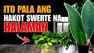 TOP 7 LUCKY PLANTS NA MAGHAHAKOT NG SWERTE IN 2025