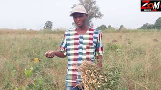 interview with Hon Councillor Bubacarr M Jallow Buiba Ward at his farm 🚜