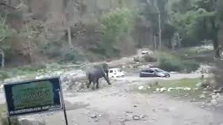 Marchula elephant attack on car