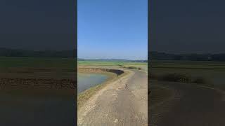 വയൽ പാടം കൃഷി ഭൂമി  paddy fields