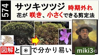 574 サツキ･ツツジを小さくする剪定　How to prune azaleas to make them smaller.　miki3