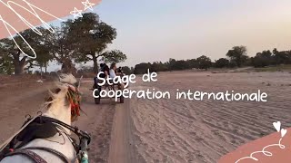 Stage de coopération internationale - Sénégal 2024