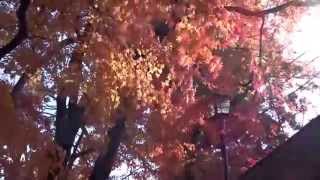 盛岡城址公園の２０１４年　紅葉