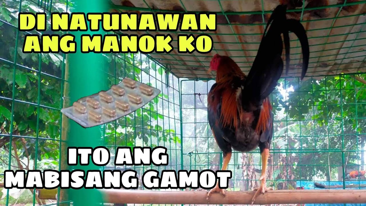 DI NATUNAWAN ANG MANOK KO, ITO ANG MABISANG GAMOT || BALERIANS GAMEYARD ...