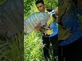 pescaria de tilápia do nilo pescador pescaria tilapia gigante