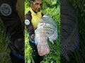 pescaria de tilápia do nilo pescador pescaria tilapia gigante