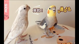 家有二鸟，一只爱吵架，一只爱劝架。【马可波罗show】Cockatiel