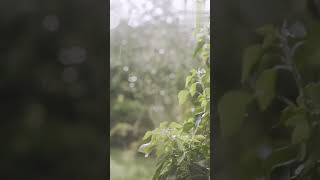Mazhai Nindra Pinbum song | #kadhalsong #shorts #cheran #lovesong #shortsvideo #rain  #ytshorts.