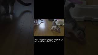 トビ三毛猫】シロちゃん　始まりの時19　2022.07.17