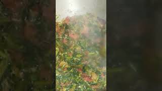 totakura frying | amaranthus tomato frying | amaranthus onion tomato frying #short #JIchannel