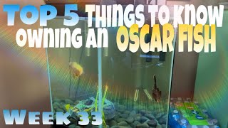 Week 33 Oscar Fish Tank update 🐟| Top 5 things to know when owning/ wanting an Oscar fish tank ! 🌱