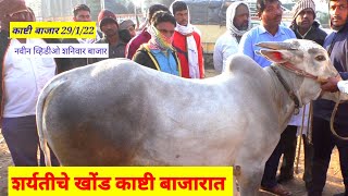 शर्यतीची खोंड काष्टी बाजारात बैल बाजार||Bail Bazaar||SafarBazaarachi