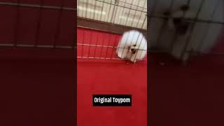 ORIGINAL TOY POM WHITE COLOUR SEMI ADULT FOR SALE IN INDIA.