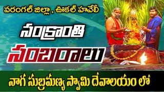 సంక్రాంతి సంబరాలు | Sankranti Sambaralu | naga subramanya swamy temple |  #warangal  | #telangana