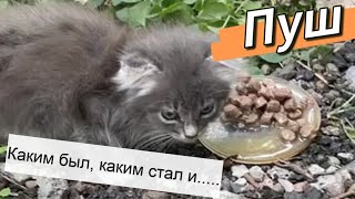 Малыш Пуш. Каким нашли, каким стал. А главное успел укатить домой ☺️