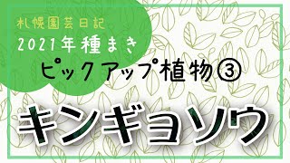 キンギョソウ…2021ピックアップ植物その３／札幌園芸日記