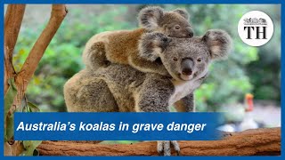 Australia’s koalas likely to become extinct by 2050