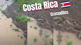 Crocodiles in Costa Rica