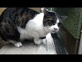 野良猫にシャーされて叩かれる奴【可愛い】