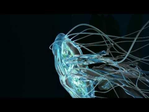Jellyfish Animation Youtube