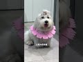 derder祝大家元宵节快乐🎉棉花面纱犬 狗狗 它真的好像个小宝宝 治愈系 元宵节