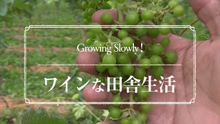 ぶどう畑の手入れ方法 | ワインな田舎生活