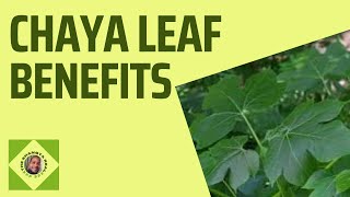 Chaya Leaf Benefits/Hospital too far