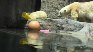 2022/06/04　旭山動物園　ホッキョクグマ　ゆめ