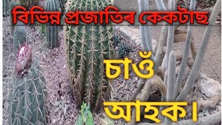 বিভিন্ন প্ৰজাতিৰ কেকটাছ