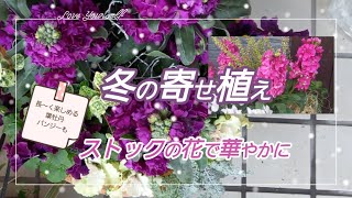 【冬の寄せ植え】ストックを中心に春まで楽しめます😊玄関が華やかになりますよ😊