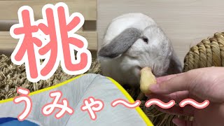 初めての桃🍑に、舌鼓を打つうさぎさん【ホーランドロップ】